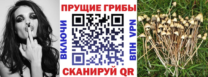 Псилоцибиновые грибы мухоморы  Талица 